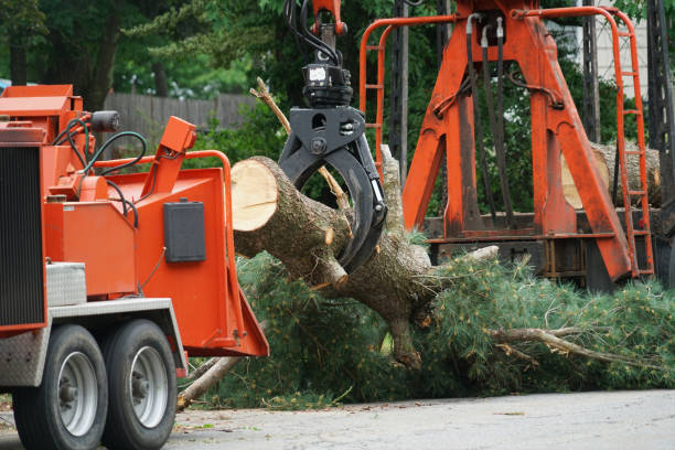  Tobaccoville, NC Tree Service Pros